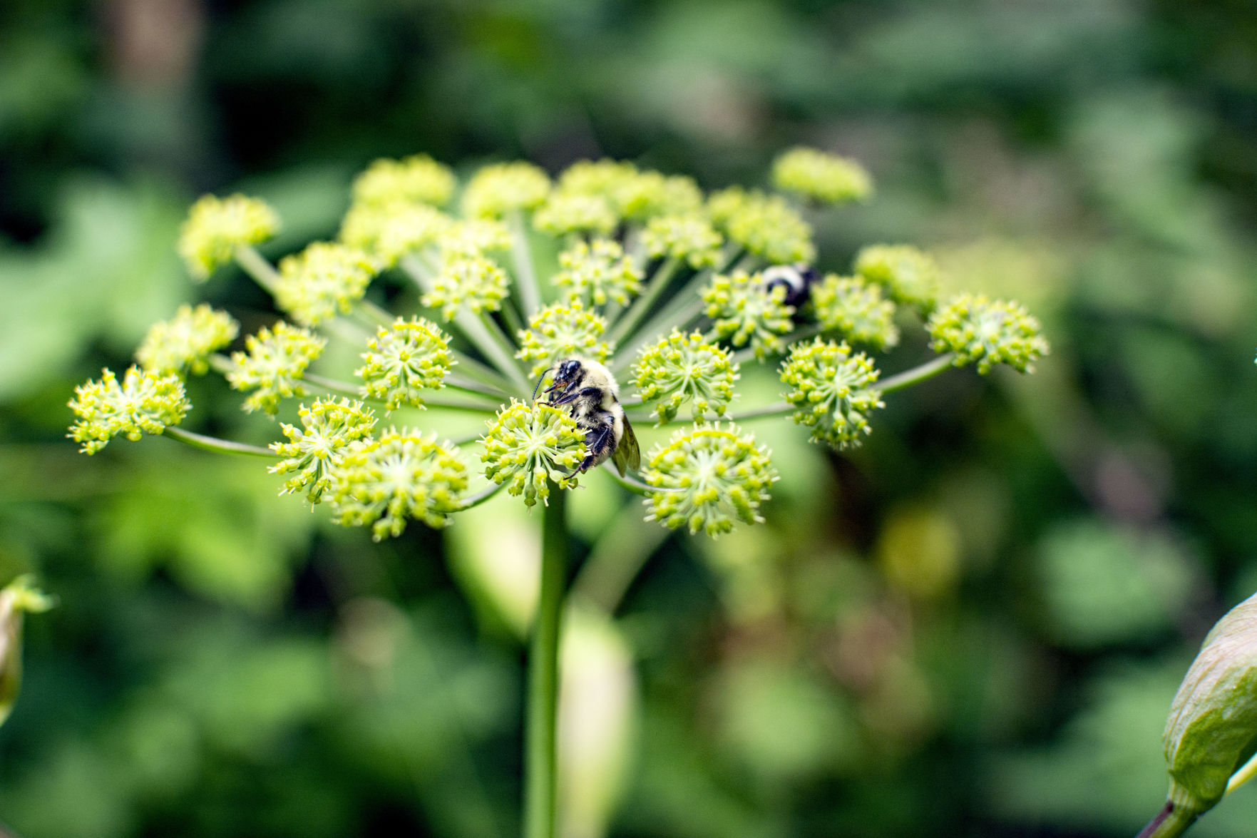Richland Balsam Bumblebee.jpg